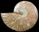 Agatized Ammonite Fossil (Half) #46525-1